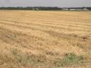 img_0839-w800.jpg